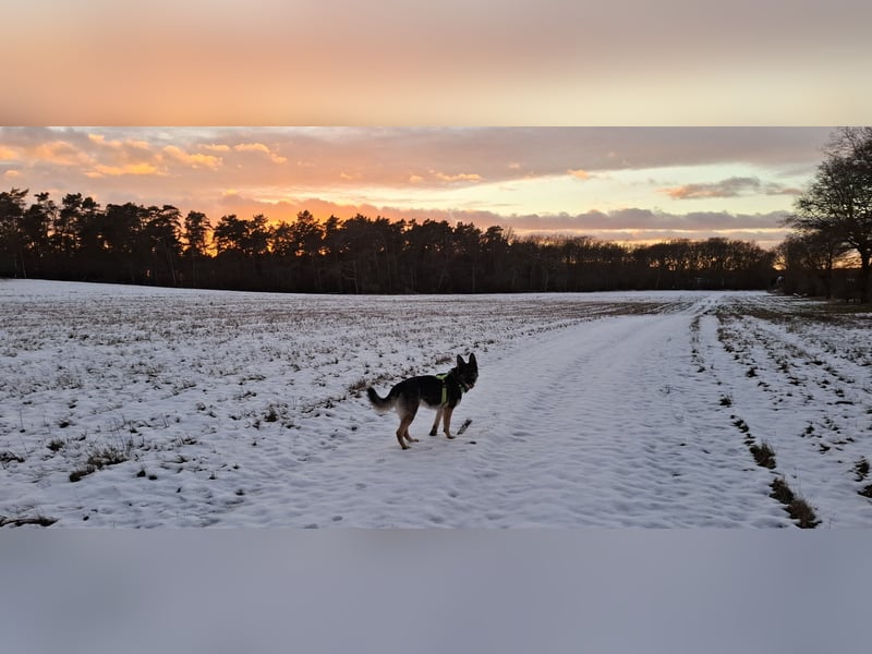 Deckrüde Schäferhund