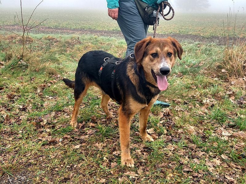 junger Schäferhund-Mix Rüde "Boni" sucht ein Zuhause