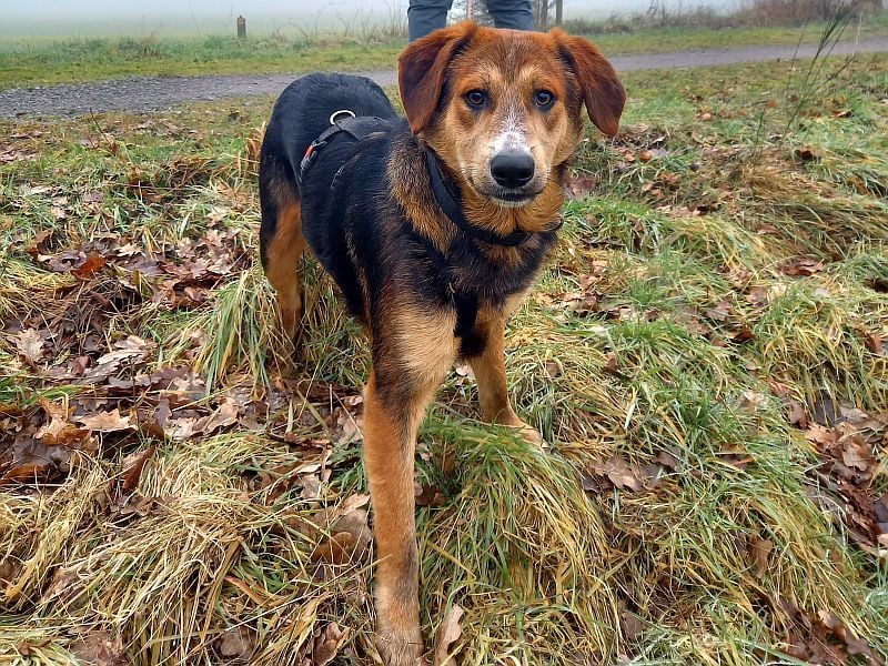 junger Schäferhund-Mix Rüde "Boni" sucht ein Zuhause