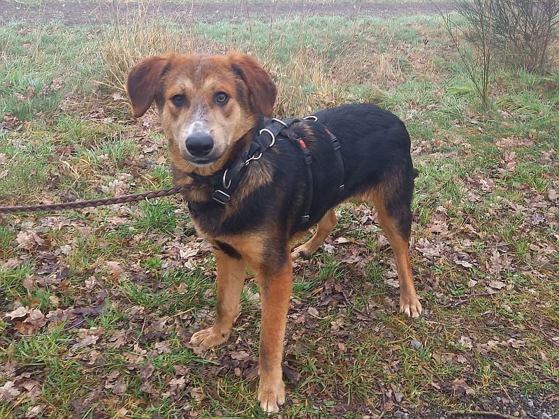junger Schäferhund-Mix Rüde "Boni" sucht ein Zuhause