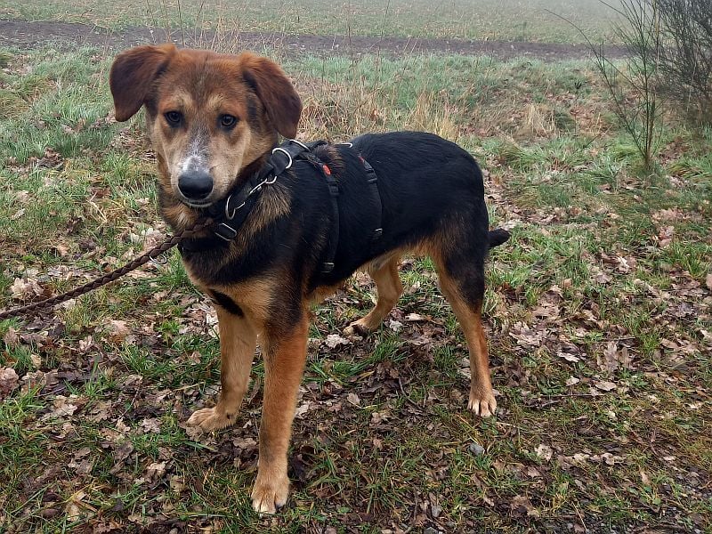 junger Schäferhund-Mix Rüde "Boni" sucht ein Zuhause
