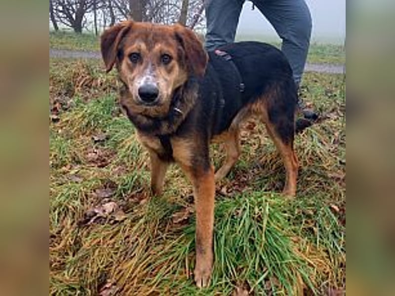 junger Schäferhund-Mix Rüde "Boni" sucht ein Zuhause