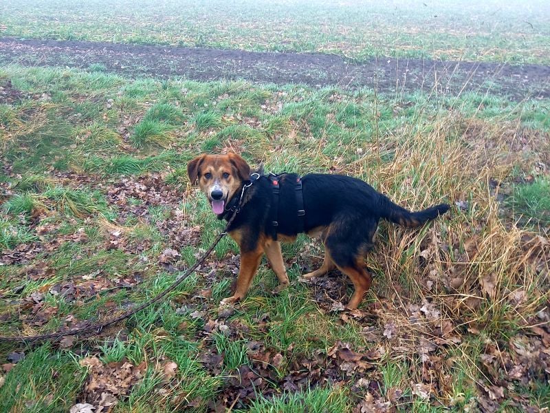 junger Schäferhund-Mix Rüde "Boni" sucht ein Zuhause