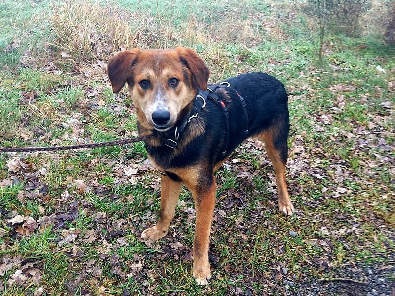 junger Schäferhund-Mix Rüde "Boni" sucht ein Zuhause