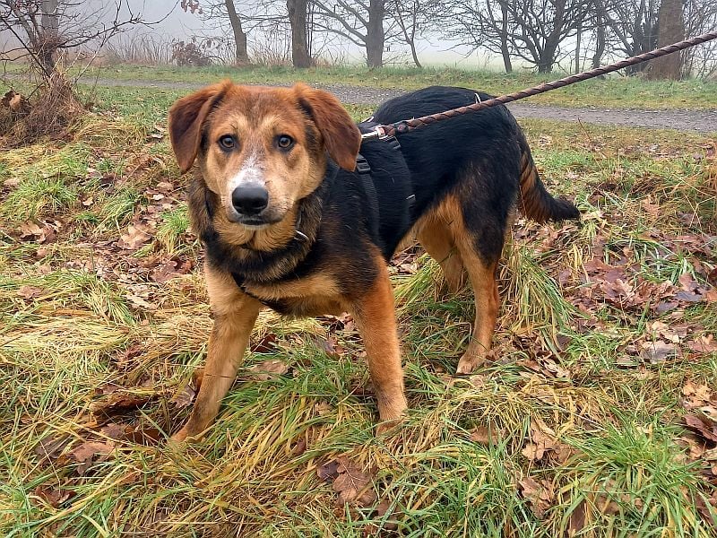 junger Schäferhund-Mix Rüde "Boni" sucht ein Zuhause