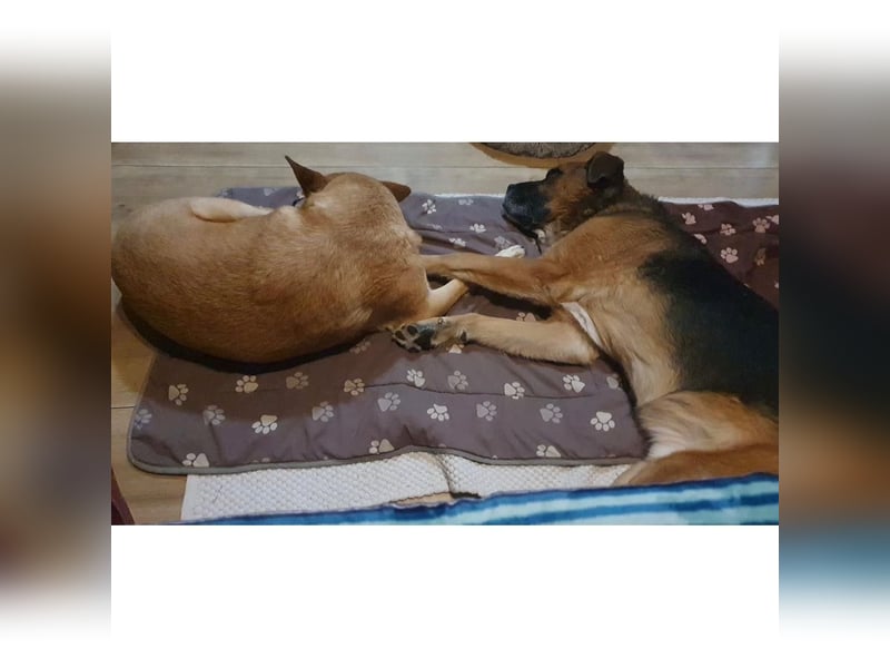 Kappi sucht sein Für-immer-Zuhause ❤️
