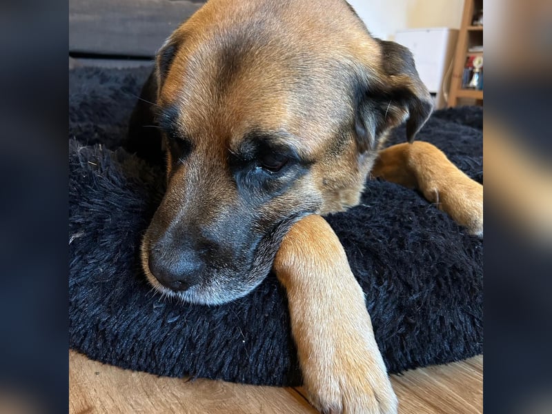 Kappi sucht sein Für-immer-Zuhause ❤️