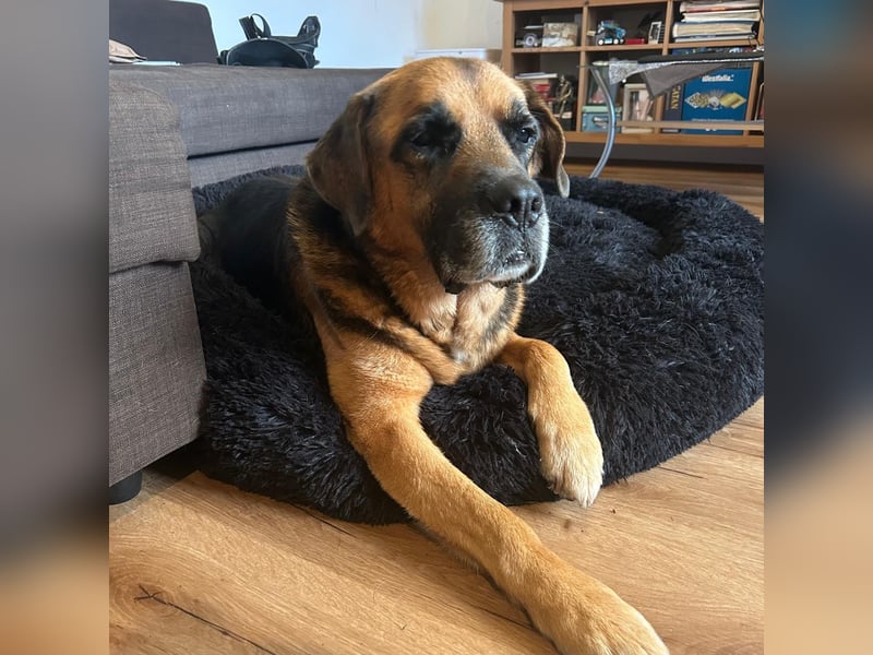 Kappi sucht sein Für-immer-Zuhause ❤️