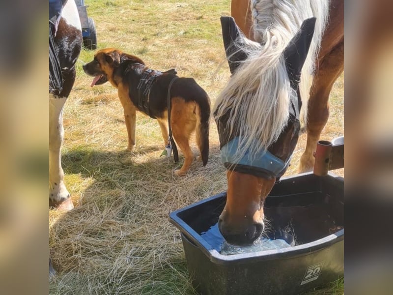 Kappi sucht sein Für-immer-Zuhause ❤️