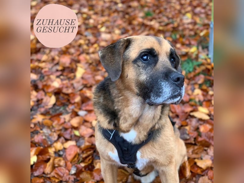 Kappi sucht sein Für-immer-Zuhause ❤️
