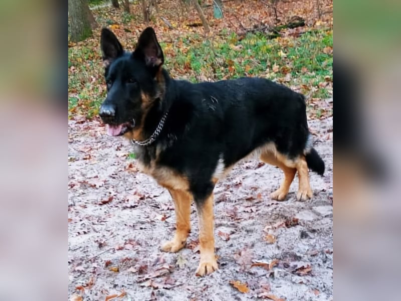Deutscher Schäferhund aus DDR Arbeitslinie.