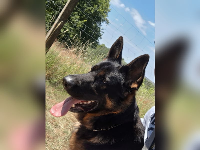 Deutscher Schäferhund aus DDR Arbeitslinie.