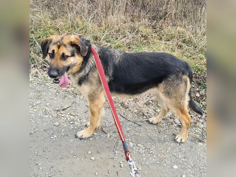 Amadeo ein absoluter Traumhund