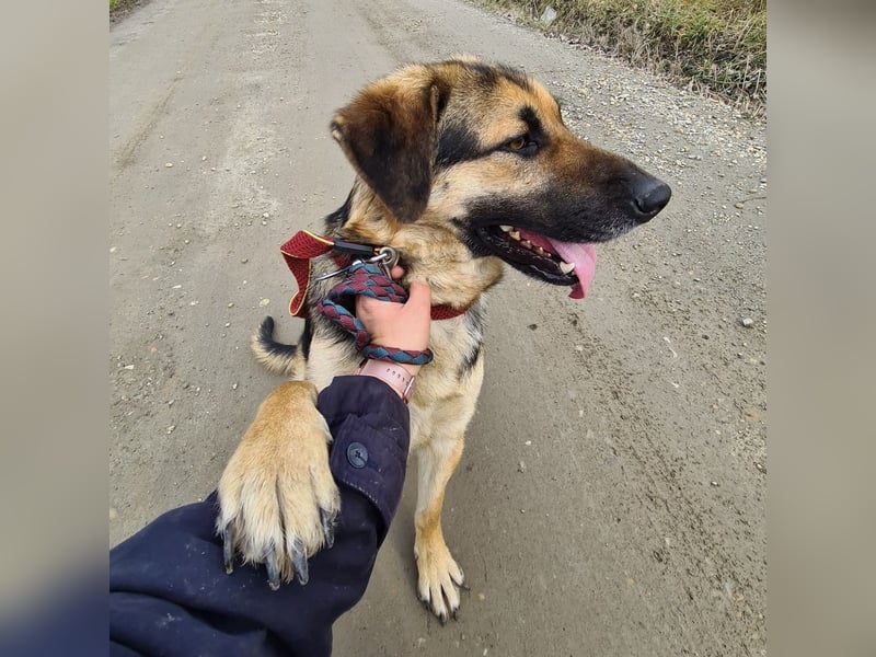 Amadeo ein absoluter Traumhund