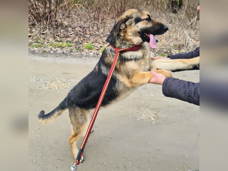 Amadeo ein absoluter Traumhund