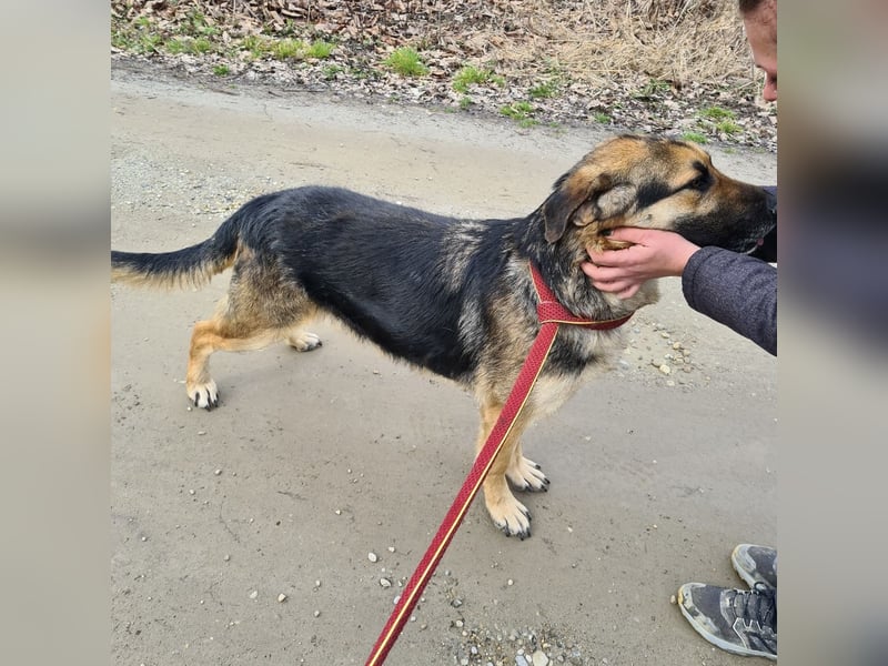 Amadeo ein absoluter Traumhund