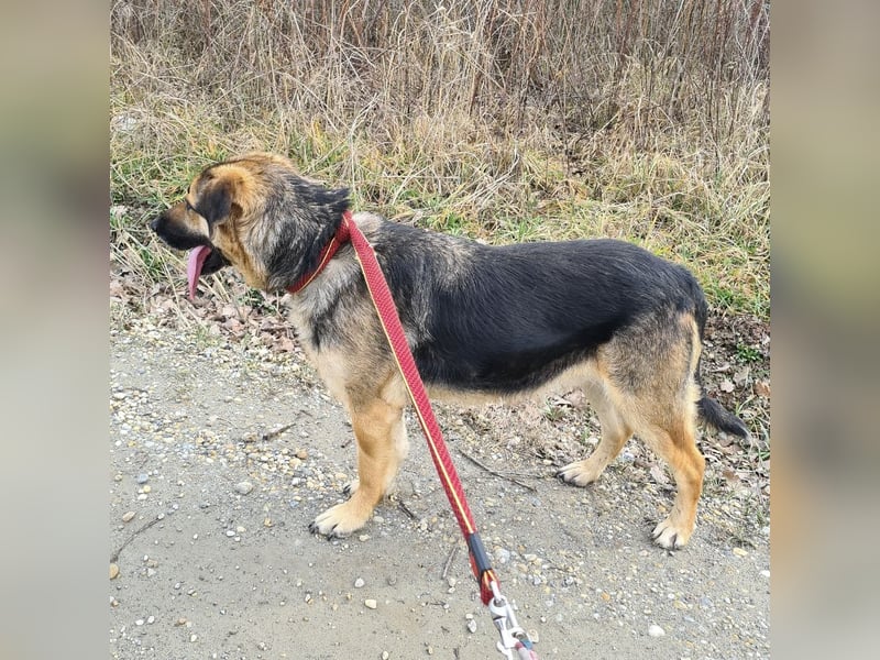 Amadeo ein absoluter Traumhund