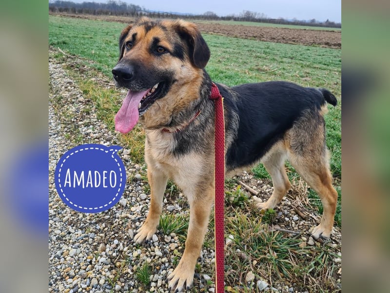 Amadeo ein absoluter Traumhund