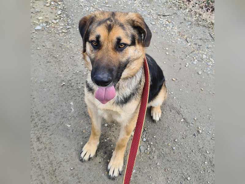 Amadeo ein absoluter Traumhund
