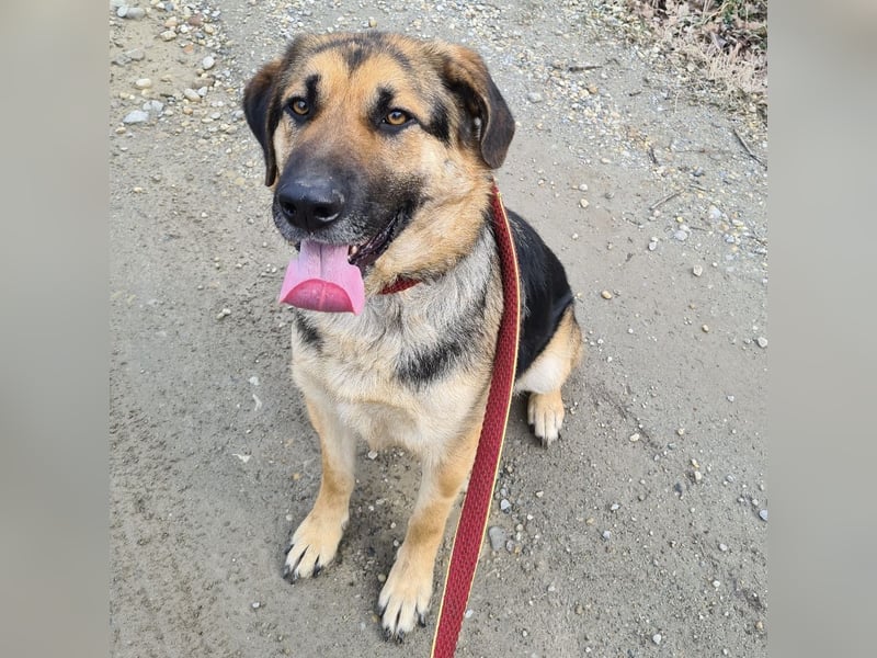 Amadeo ein absoluter Traumhund
