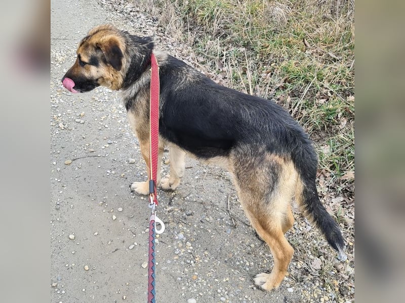 Amadeo ein absoluter Traumhund