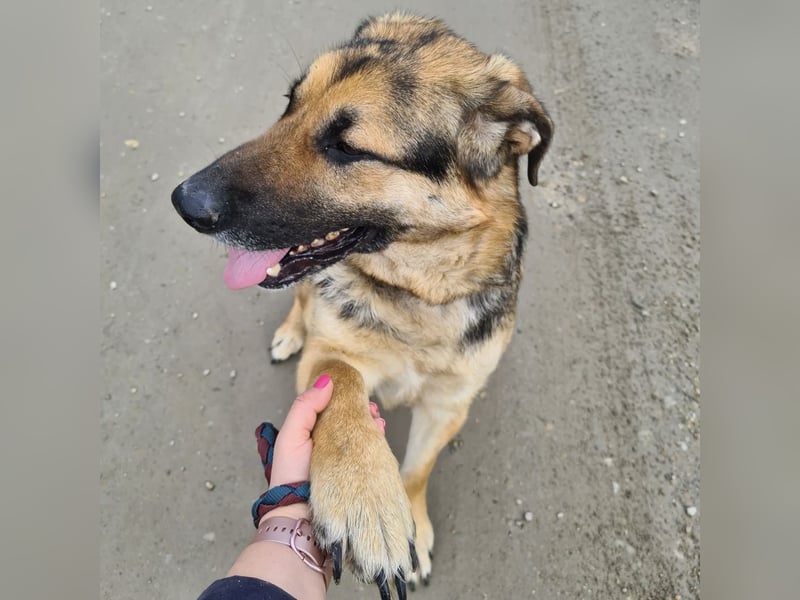 Amadeo ein absoluter Traumhund