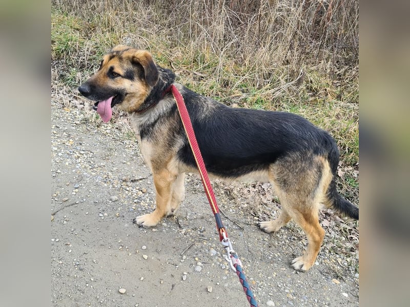 Amadeo ein absoluter Traumhund