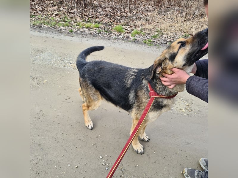 Amadeo ein absoluter Traumhund