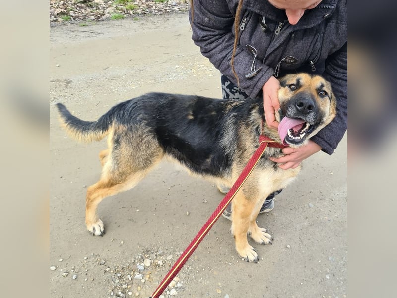Amadeo ein absoluter Traumhund