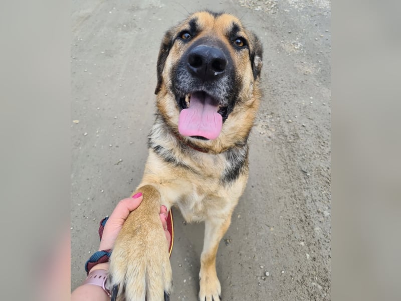 Amadeo ein absoluter Traumhund