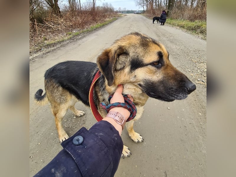 Amadeo ein absoluter Traumhund