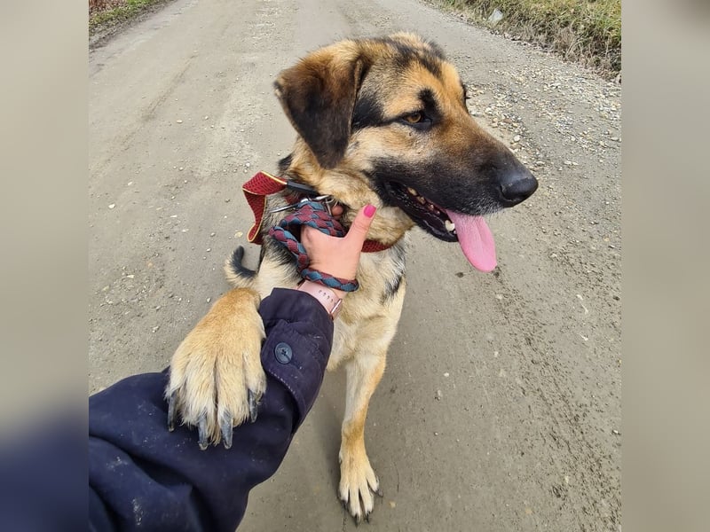 Amadeo ein absoluter Traumhund