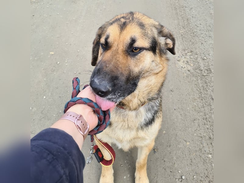 Amadeo ein absoluter Traumhund