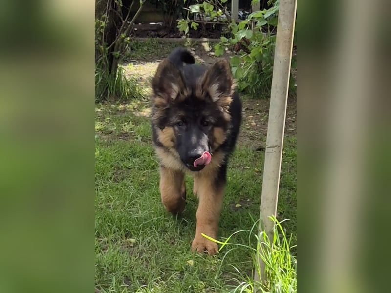 Schäferhund Welpen Langstockhaar 1 Rüde, 1 Hündin