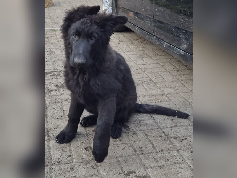 Schäferhund Welpen Langstockhaar 2 Rüden