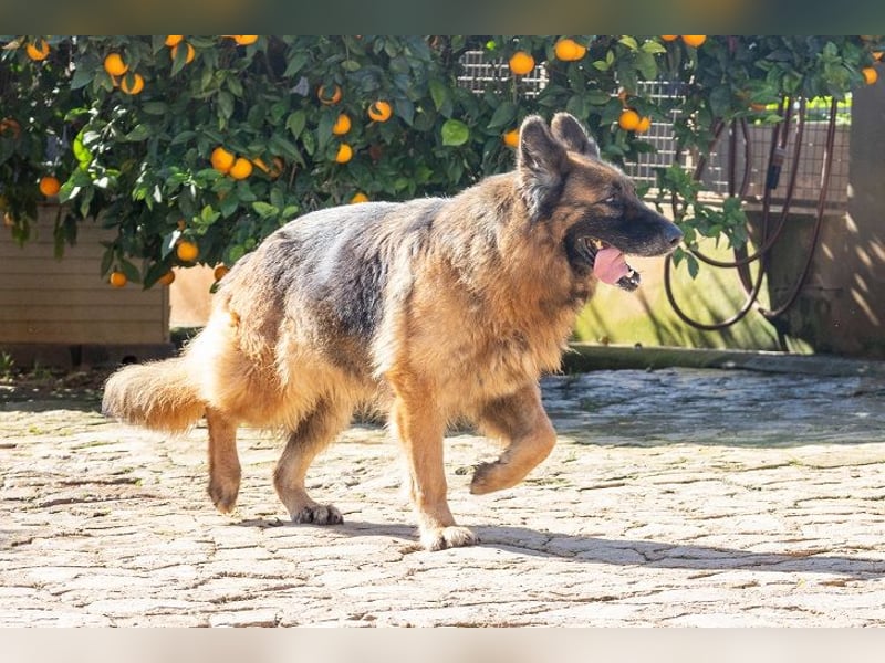 Sira möchte noch einmal ankommen