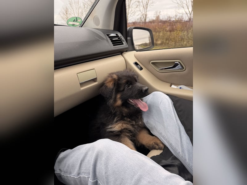 Deutscher Schäferhund