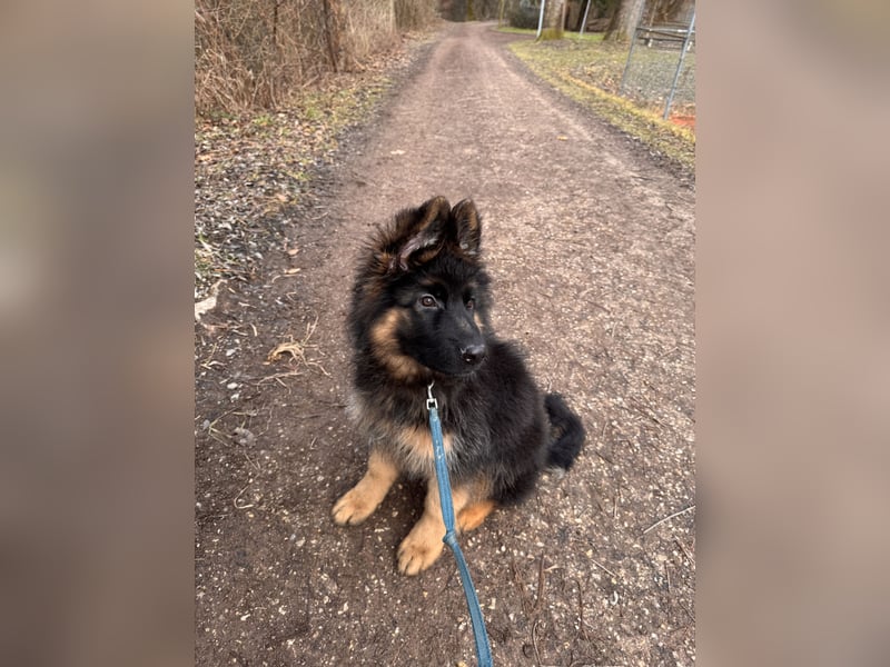 Deutscher Schäferhund