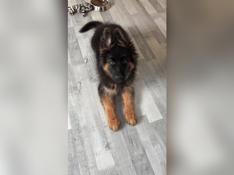 Deutscher Schäferhund