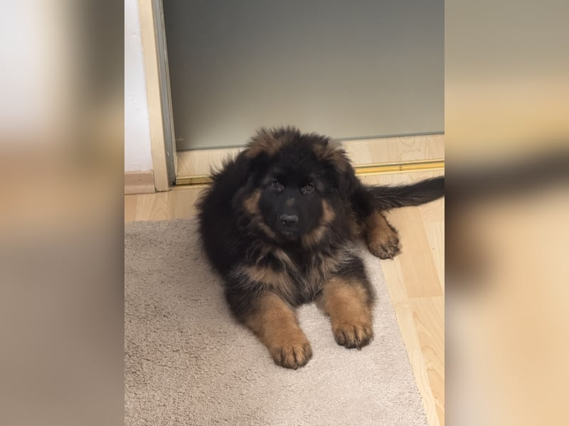 Deutscher Schäferhund