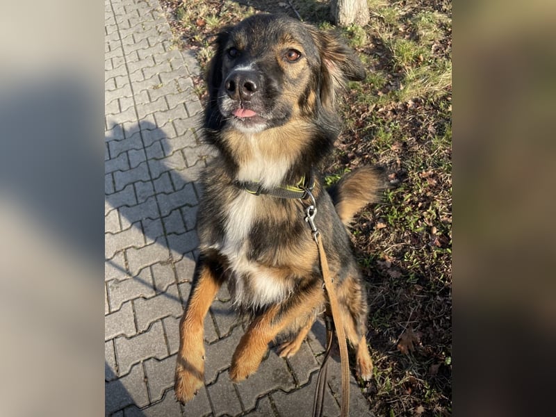 Scotty braucht ein neues Zuhause