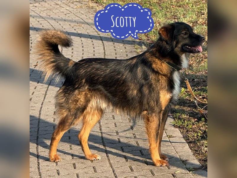 Scotty braucht ein neues Zuhause