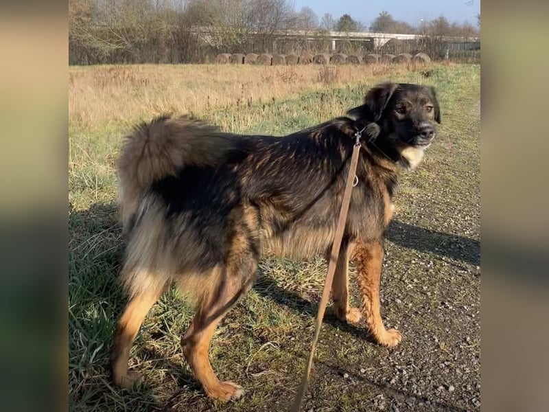 Scotty braucht ein neues Zuhause