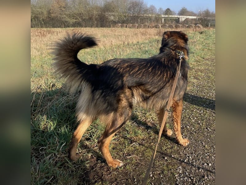Scotty braucht ein neues Zuhause