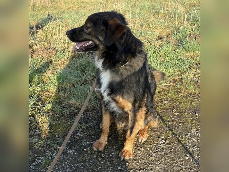 Scotty braucht ein neues Zuhause