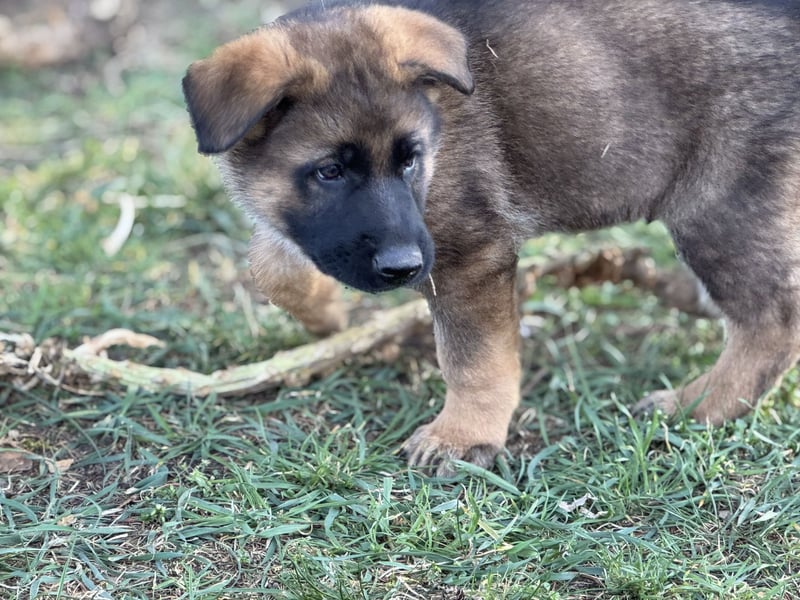 Deutsche Schäferhund Welpen reine DDR Linie