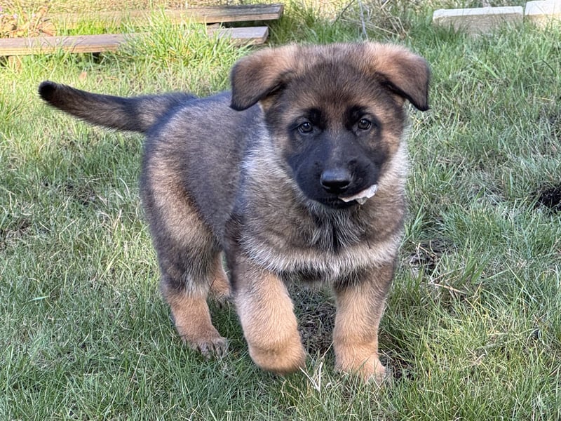 Deutsche Schäferhund Welpen reine DDR Linie