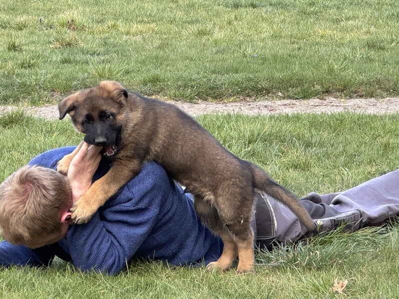 Deutsche Schäferhund Welpen reine DDR Linie