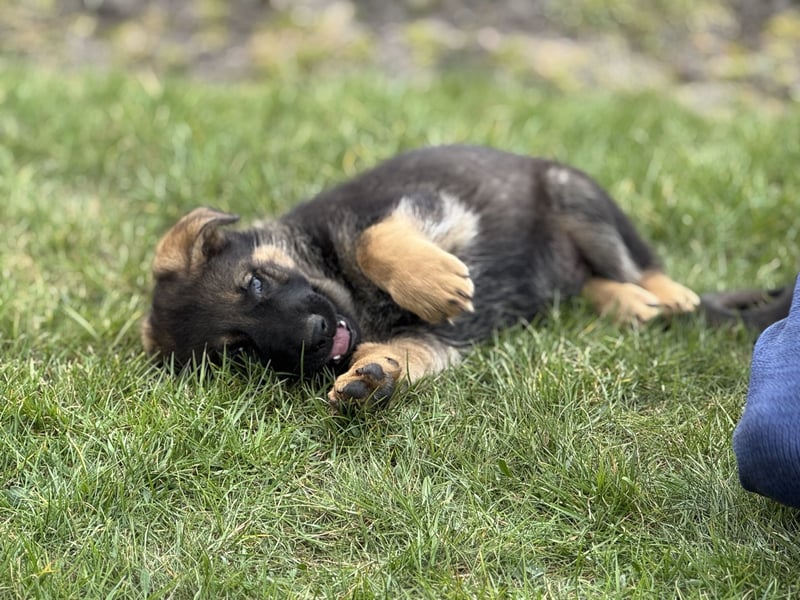 Deutsche Schäferhund Welpen reine DDR Linie