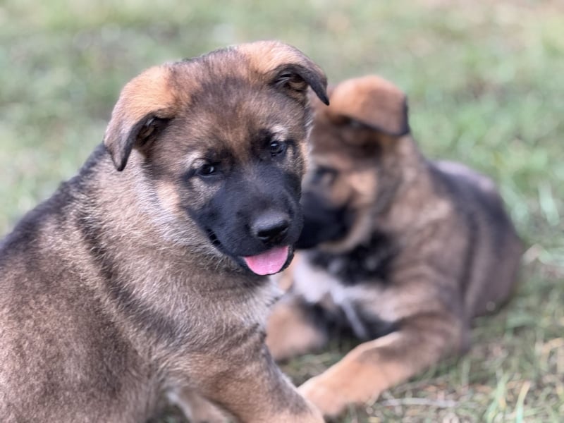 Deutsche Schäferhund Welpen reine DDR Linie